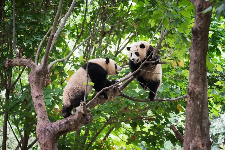Panda’s Perfect Camouflage