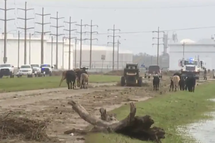 Rescuing Cattle After Hurricane Ida