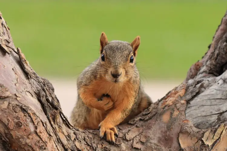 Observing Ground Squirrels