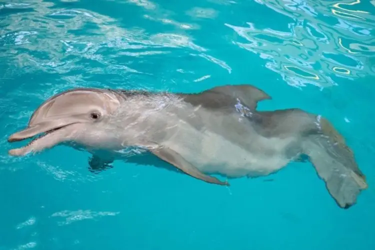 Remembering Winter The Dolphin