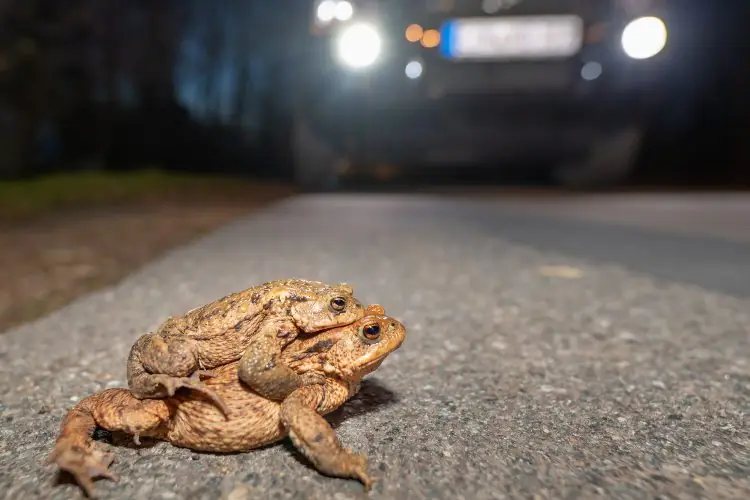 Closed For Drivers, Open For Toads
