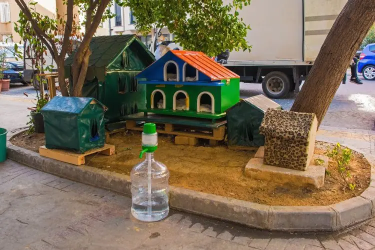 Istanbul’s Cat Problem