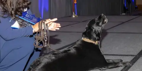 FBI Special Agent Iris | The 3-Legged Dog Who Detects Hidden Tech