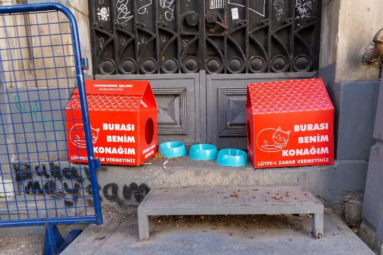 Building Cat Houses For Strays